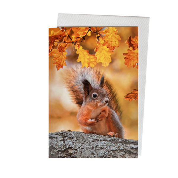 Greeting Card - Squirrel