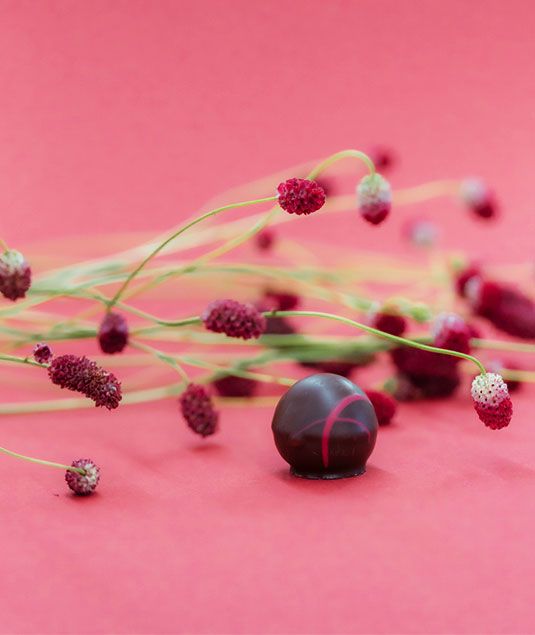 Nahaufnahme von Praline auf rosa Hintergrund