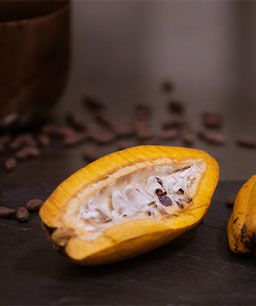 Aufgeschnittene Kakaofrucht umringt von Kakaobohnen